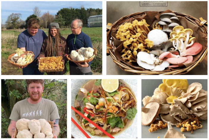 lion's mane - hedgehog - exotic - edible -rare- mushrooms-todelli-isle of wight mushrooms