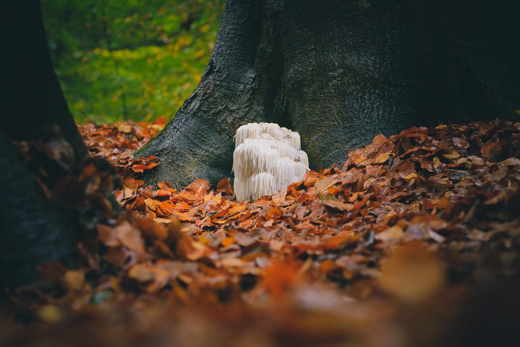 Hedgehog or Lion's Mane mushroom 